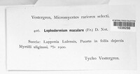 Lophodermium maculare image